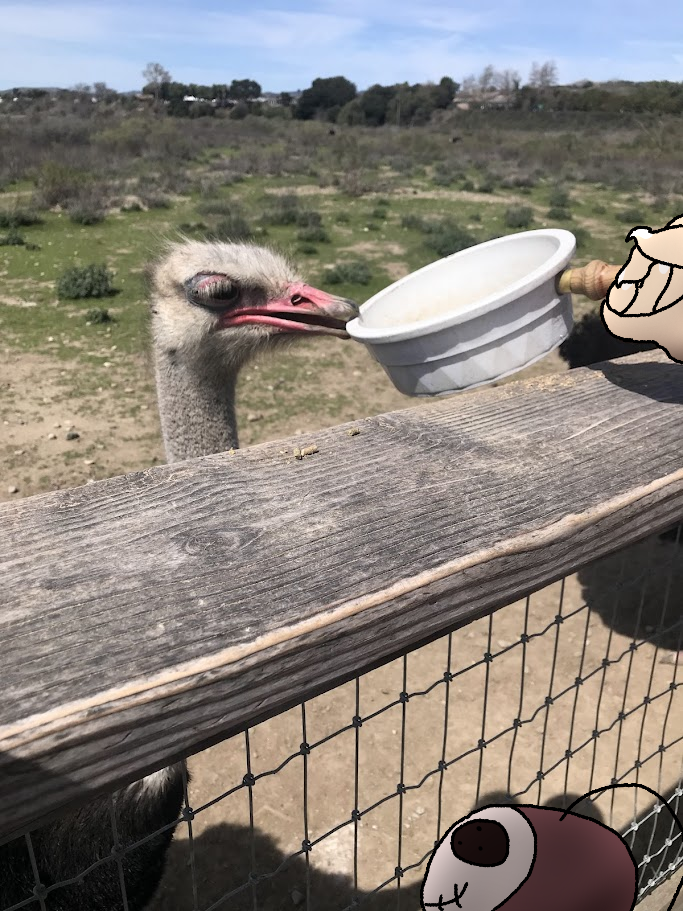 ostrich