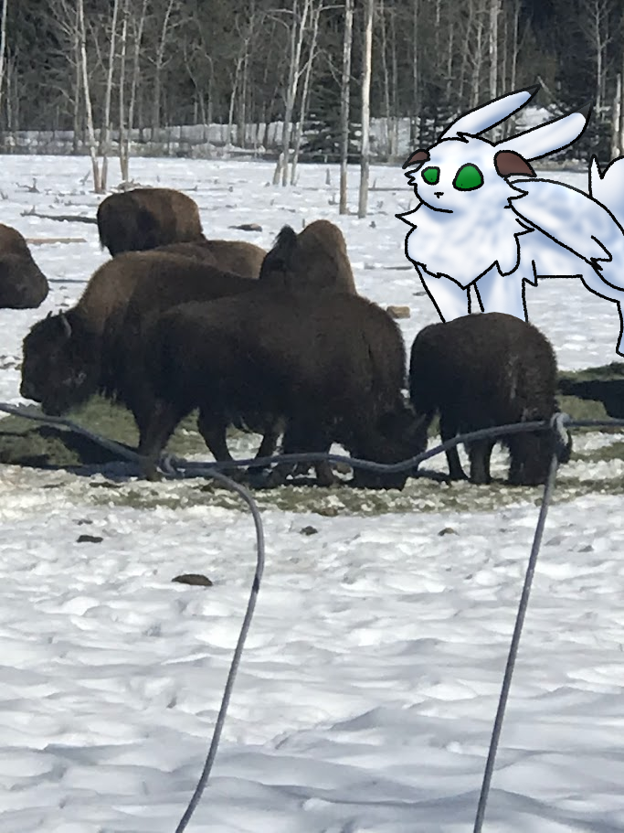bison